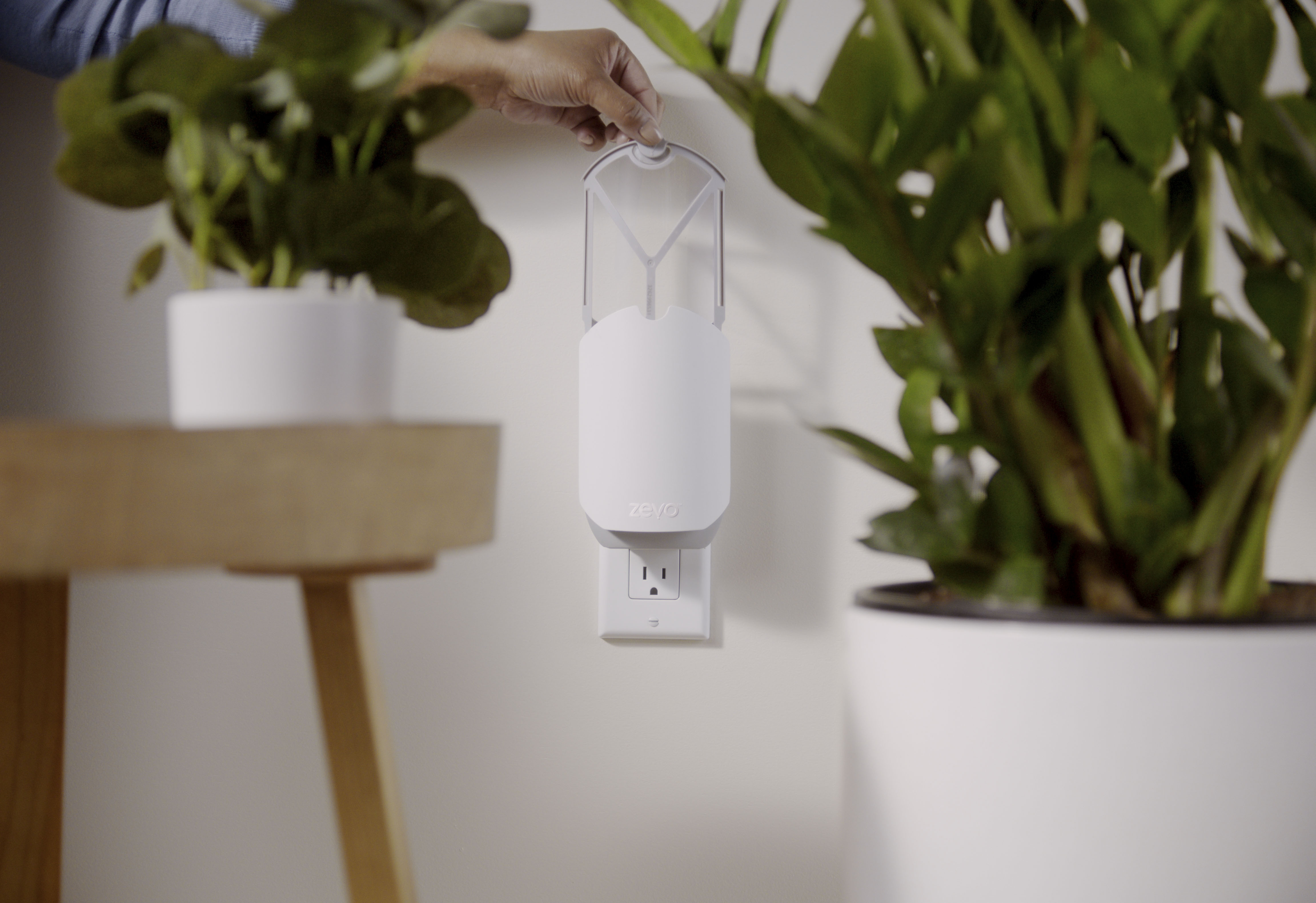 How to Get Rid of Fruit Flies in Your Kitchen (Without Losing Your Mind)